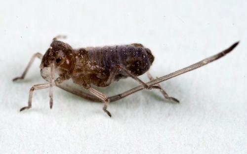 Réf. 70 855 : Stomaphis sp.