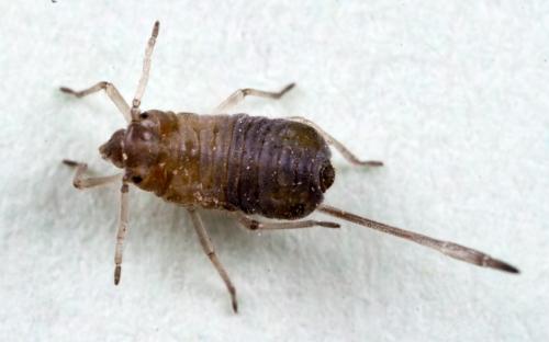 Réf. 70 854 : Stomaphis sp.