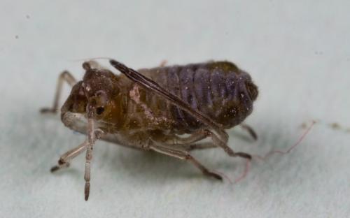 Réf. 70 880 : Stomaphis sp.