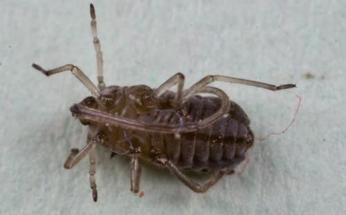 Stomaphis sp.