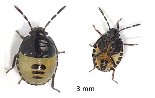 Tritomegas sp.