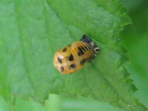 Harmonia axyridis