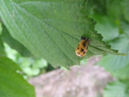 Harmonia axyridis
