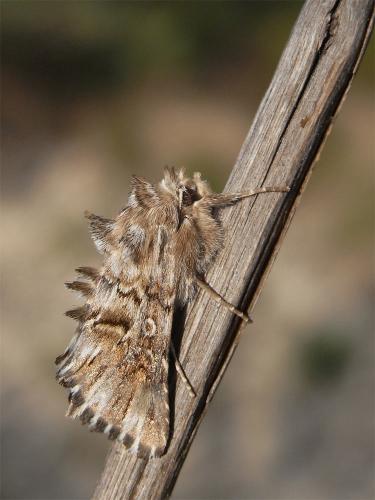 Omphalophana antirrhinii