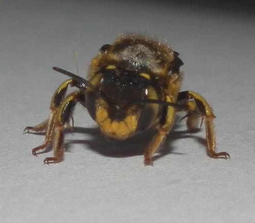 Anthidium sp.