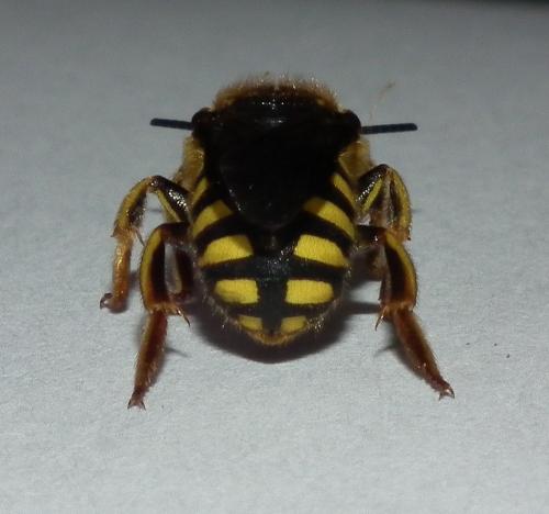 Anthidium sp.