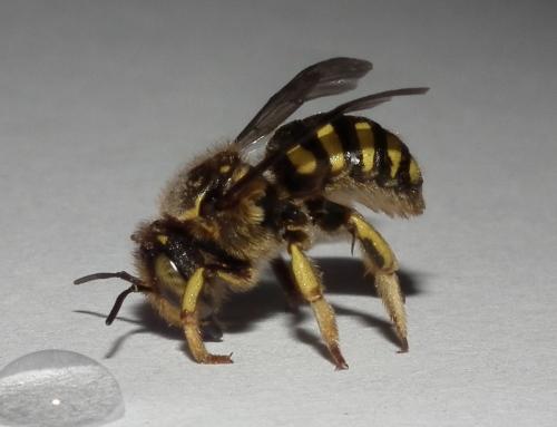 Anthidium sp.