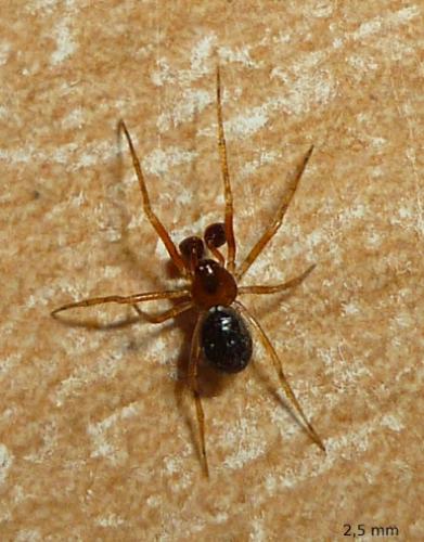 Sardinidion blackwalli