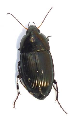 Amara sp.