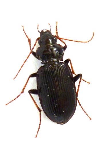 Réf. 70 276 : Nebria sp.