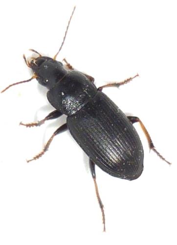 Réf. 70 275 : Semiophonus signaticornis