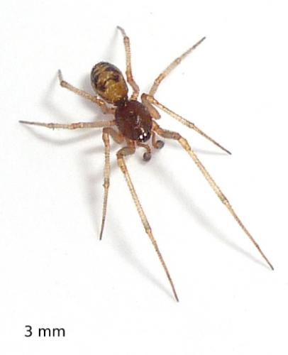 Réf. 70 519 : Steatoda triangulosa