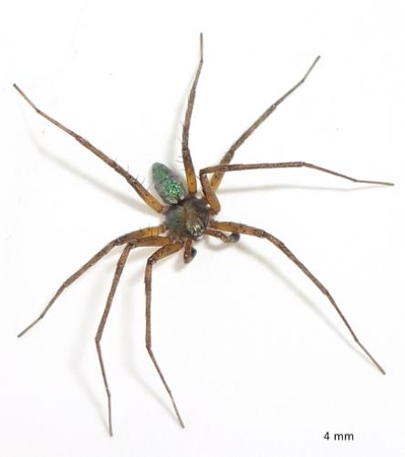 Philodromus sp.