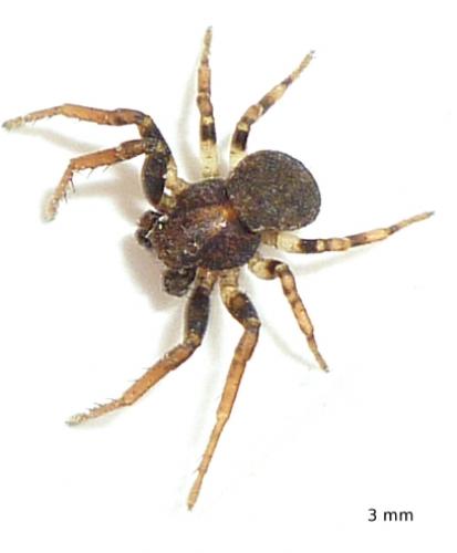 Ozyptila sp.