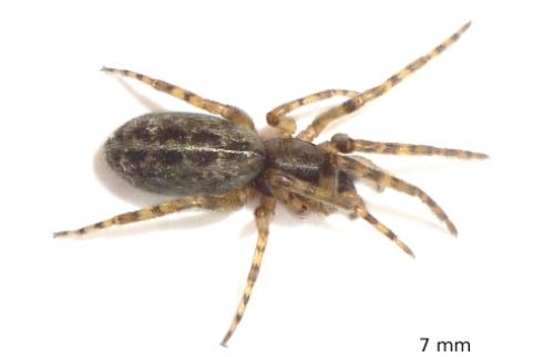 Réf. 70 879 : Segestria bavarica