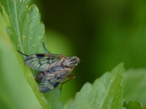 Rhagio scolopaceus