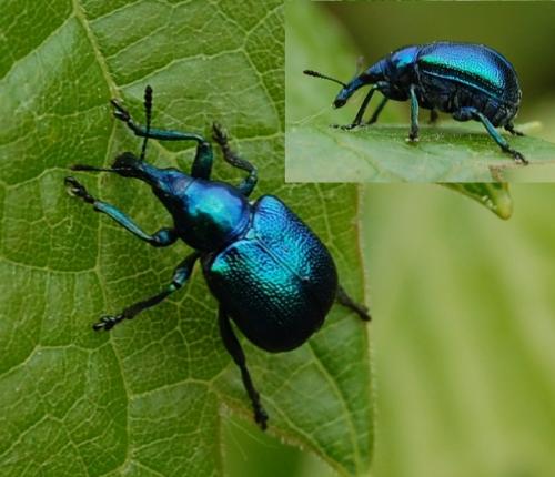 Byctiscus populi