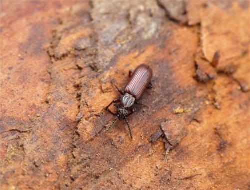Rhysodes sulcatus