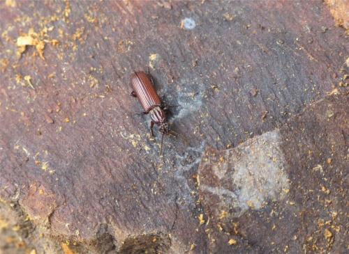 Rhysodes sulcatus