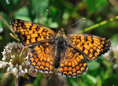 Réf. 70 581 : Melitaea phoebe