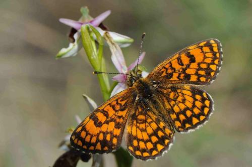 Réf. 70 583 : Melitaea athalia celadussa