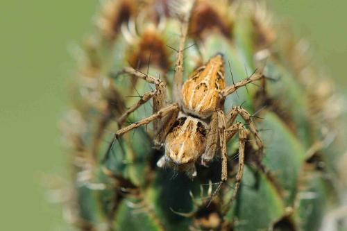 Oxyopes heterophthalmus