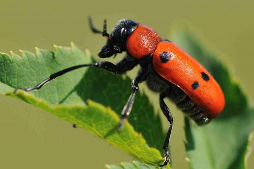 Tituboea sexmaculata