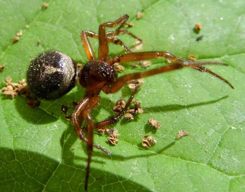 Réf. 70 665 : Steatoda nobilis