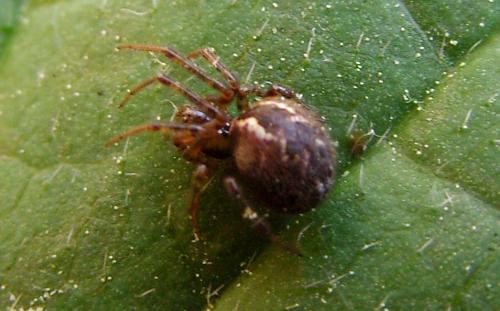 Kochiura aulica