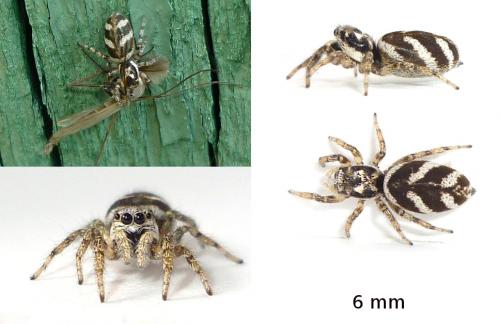 Salticus scenicus