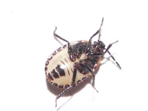 Tritomegas bicolor