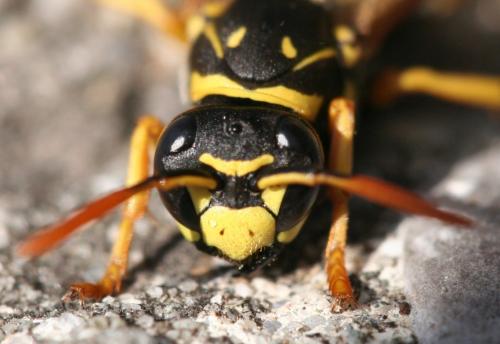 Polistes dominula