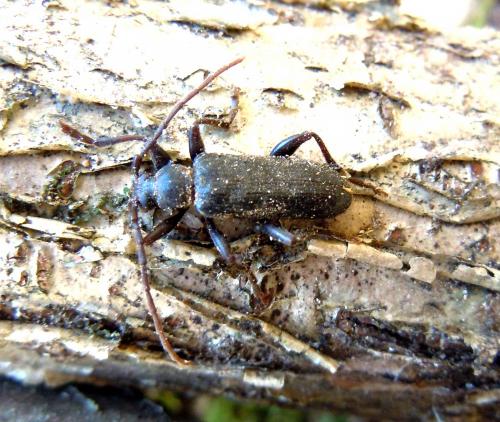 Saphanus piceus