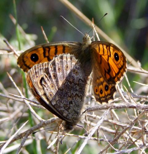 Lasiommata megera