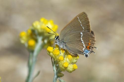 Réf. 70 945 : Satyrium spini