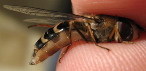 Scaeva selenitica