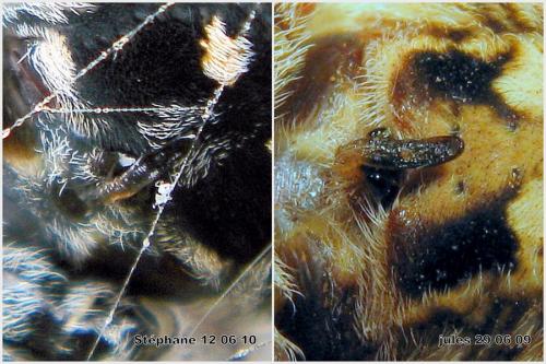 Araneus sp.