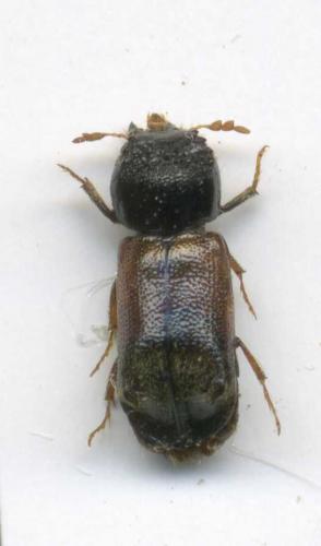 Réf. 70 805 : Xylopertha praeusta