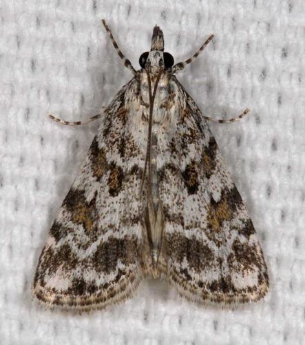 Réf. 70 018 : Scoparia sp.