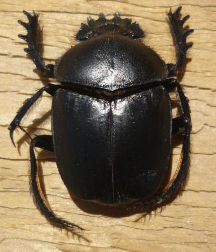 Réf. 70 334 : Scarabaeus winkleri