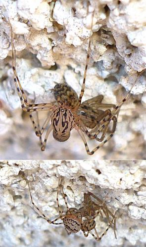 Réf. 70 654 : Scytodes thoracica