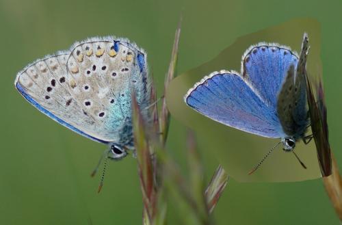 Polyommatus bellargus