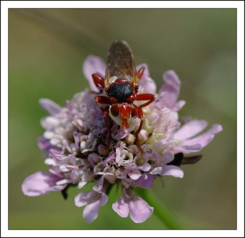 Réf. 70 428 : Myopa dorsalis
