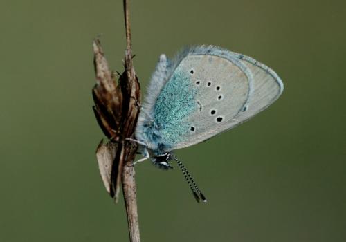 Glaucopsyche alexis