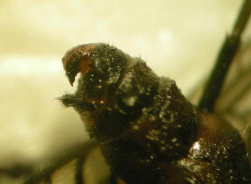 Sialis fuliginosa