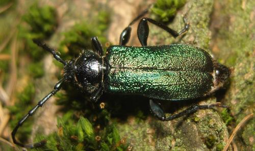 Ropalopus insubricus