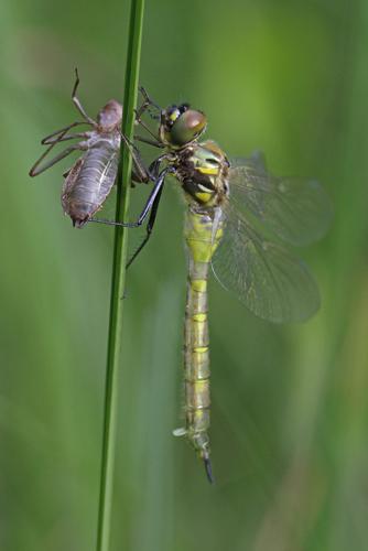 Somatochlora flavomaculata