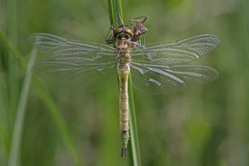 Somatochlora flavomaculata