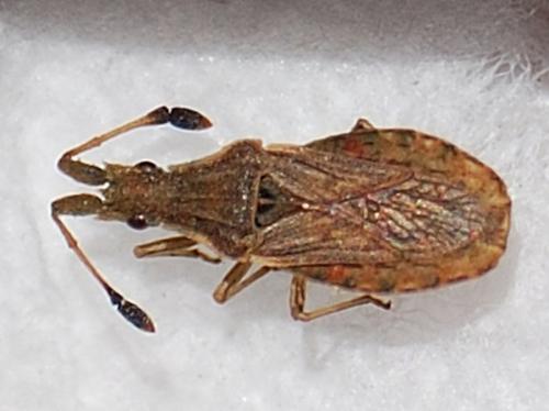 Réf. 70 220 : Spathocera lobata