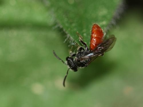 Réf. 70 012 : Sphecodes sp.